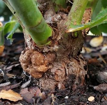 Koreninski rak vrtnic