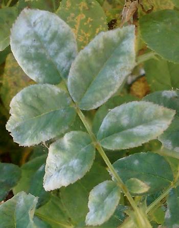 427a88 e4a095760f8e4ec1863c2904c299f330mv2