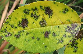 Črna listna pegavost vrtnic