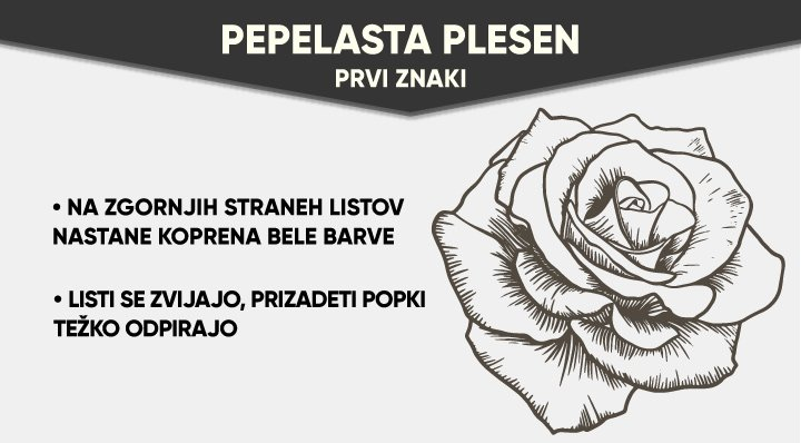 Pepelasta plesen na vrtnicah 1 pepelasta plesen na vrtnicah
