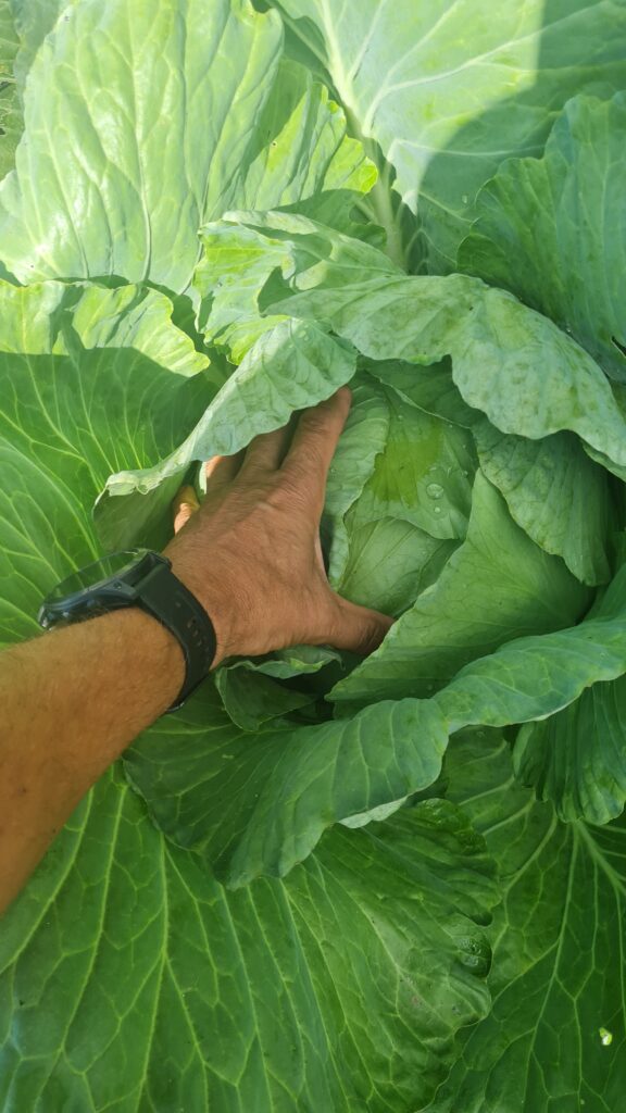 bolezni kapusnic zelje