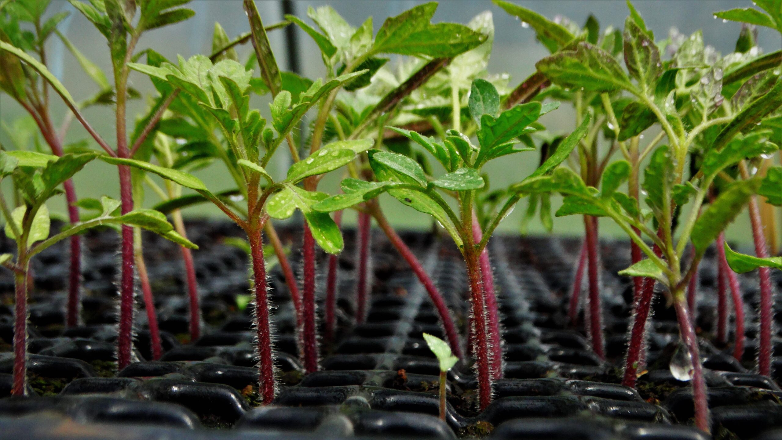 keziaschen plant tomatoes 5516277 scaled