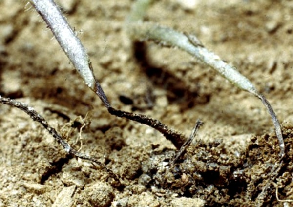 427a88 10e4423f4747499498cc96d524b380d9mv2