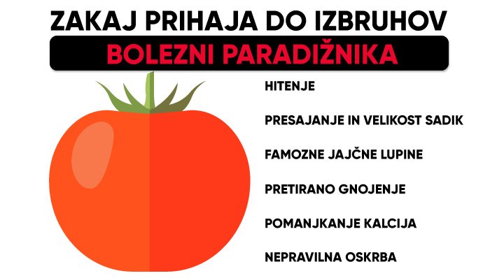 Bolezni paradižnika - krivi smo vrtičkarji sami! 2 zakaj prihaja do bolezni paradižnika