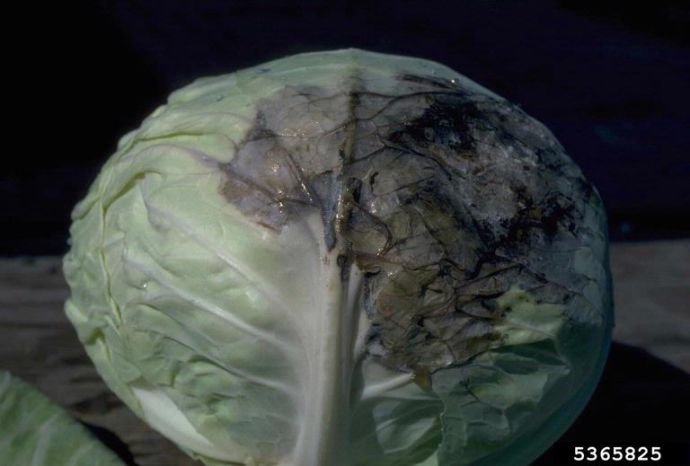 427a88 6d62466146c0462d86982b670c07c15cmv2