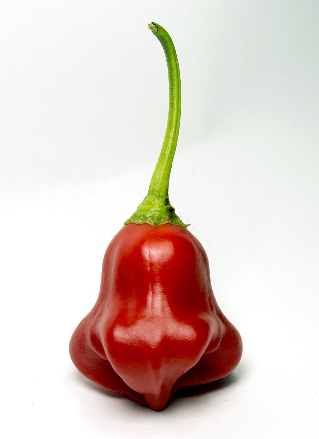 Čili škofova krona