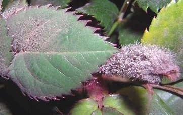 Siva plesen vrtnic - avtor FlowersABC