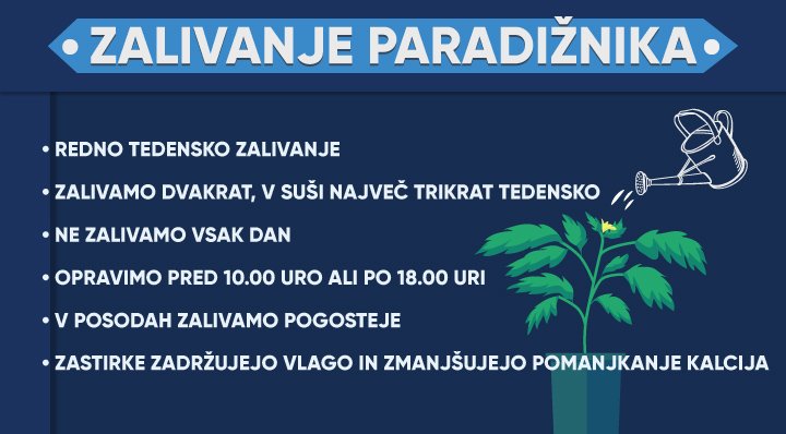 pravila zalivanja paradižnika