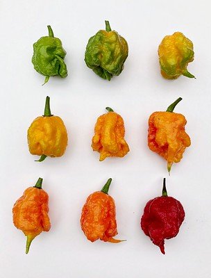 čili carolina reaper