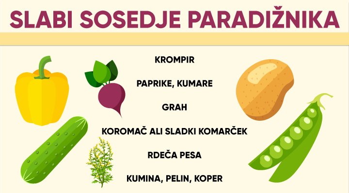 Slabi sosedje paradižnika