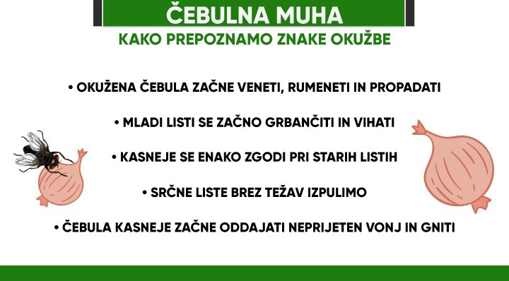 kako prepoznamo znake okužbe s čebulno muho