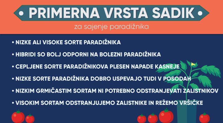 primerne sadike paradižnika