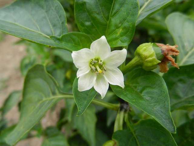 Paprika za rodnost potrebuje veliko hranil
