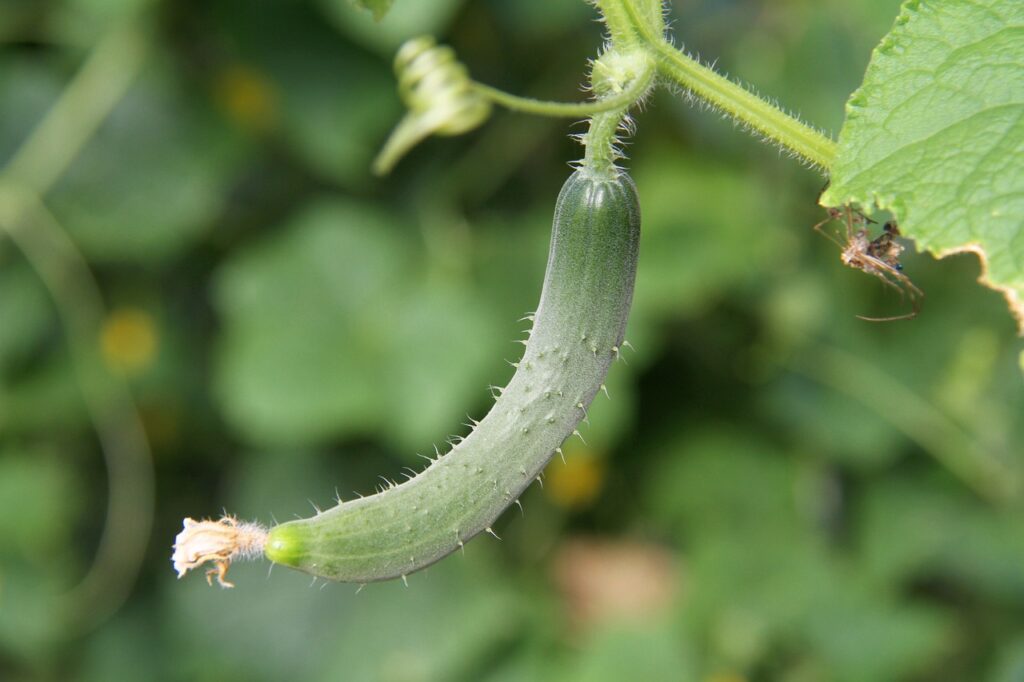 cucumber 5368187 1280