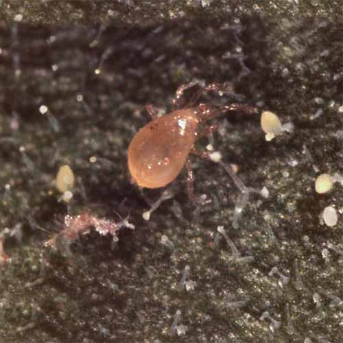 Amblyseius swirskii Mite Predator