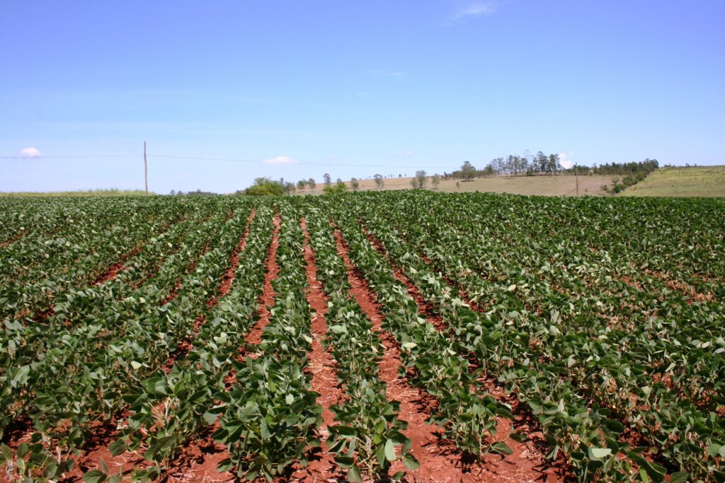 139904 bean plantation 254075