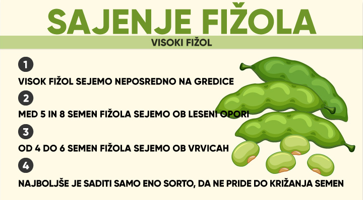 Sajenje visokega fizola