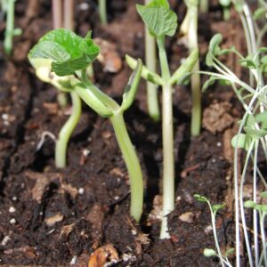 sajenje fizola sadika