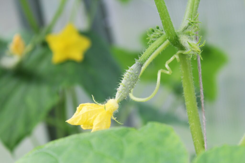 Kumarna plesen/plesen bučnic - Pseudoperonospora cubensis 3 irina kukuts cucumber 3579227