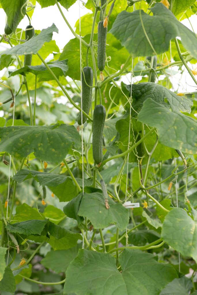 Kumarna plesen/plesen bučnic - Pseudoperonospora cubensis 2 marsraw cucumber 4255392