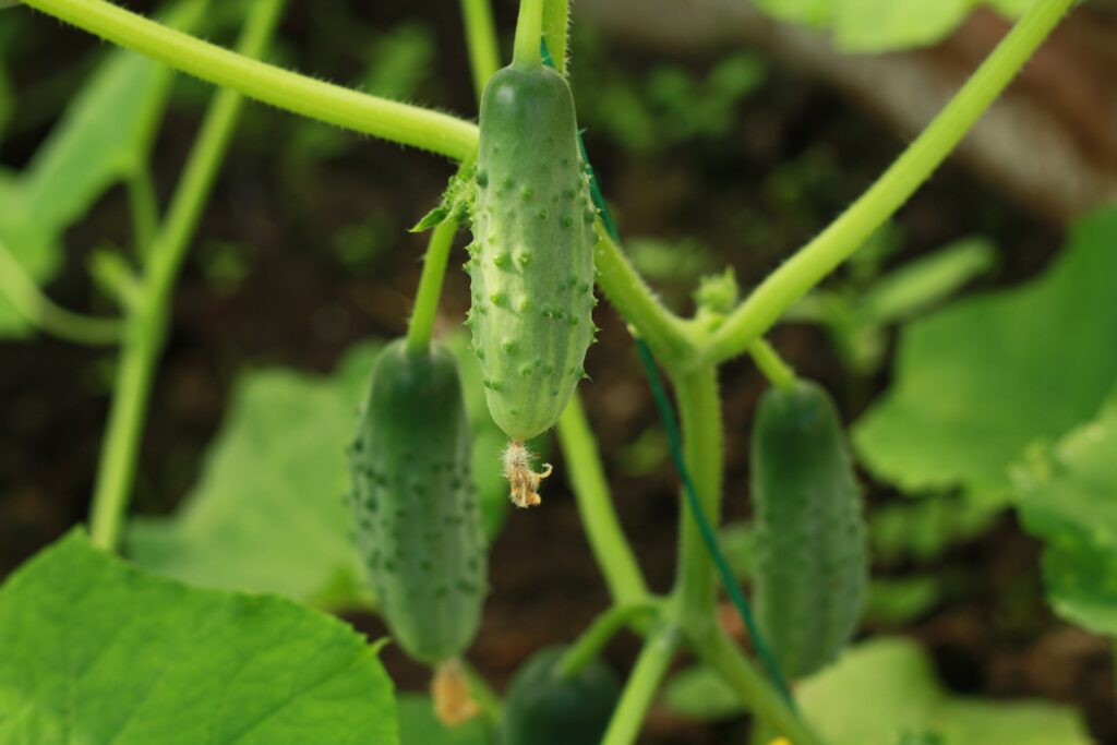 timapa cucumbers 4050303